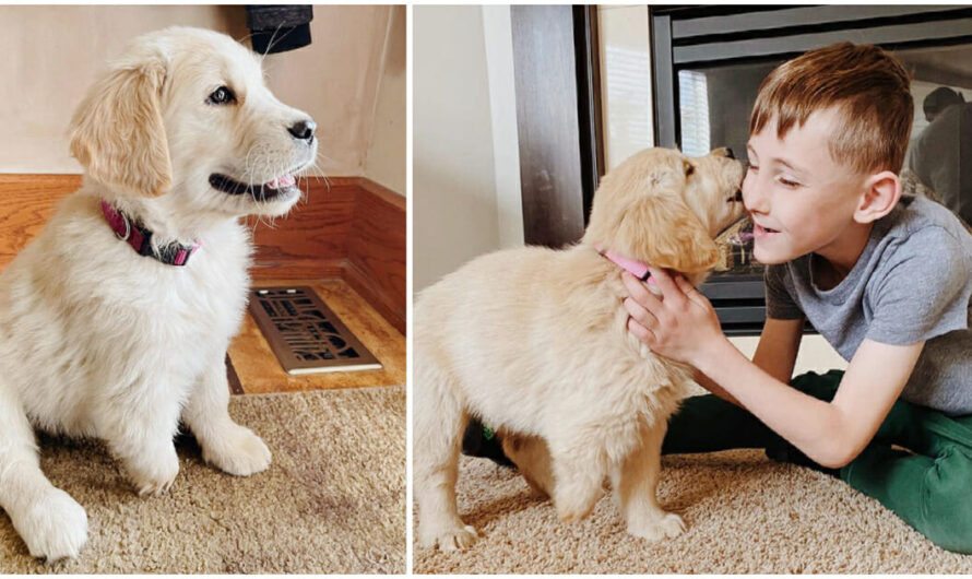 Boy with Amputated Leg Becomes Best Buddies with Puppy with Missing Paw