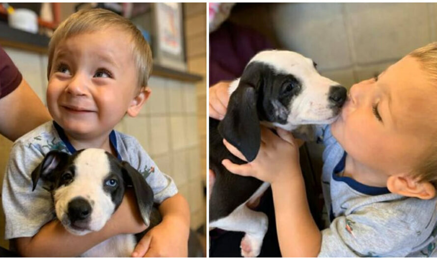 Boy Born with Cleft Lip Finds & Adopts Rescue Puppy with Same Condition