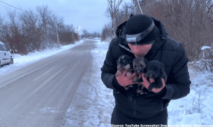 Man spends entire day outside in the blizzard to rescue dog and her frail pups from a pipe