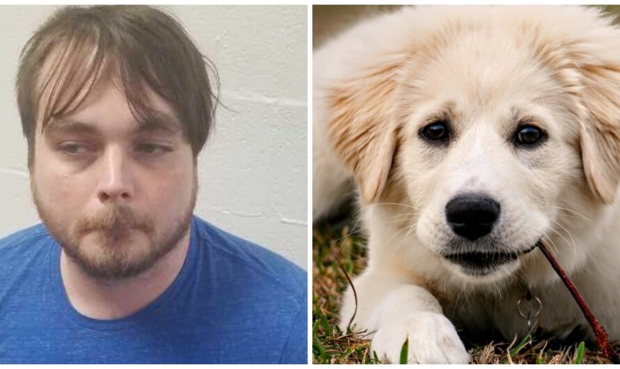 He Punched & Kicked His Girlfriend’s 5-Month-Old Pup For Urinating In His Crate