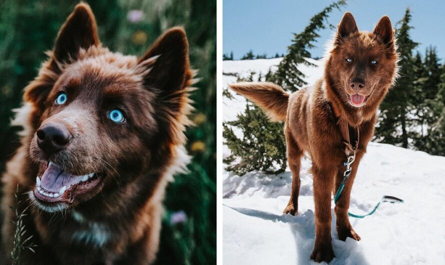 This Brown Siberian Husky Is One of the Most Beautiful Dogs on Instagram