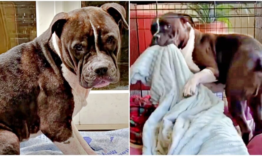 Shutdown Abused Pit Bull Figured Out His Blankie Is Made Of Magic