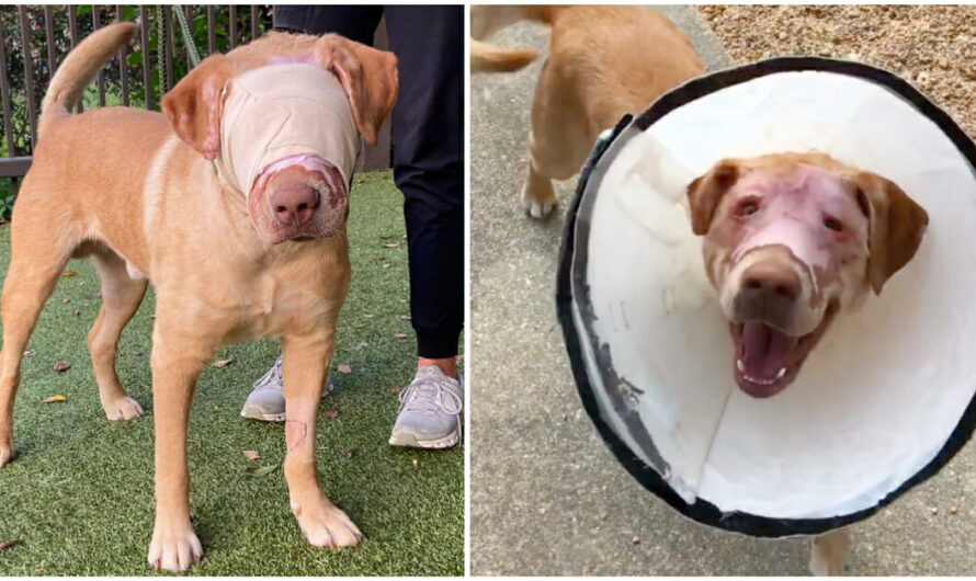 Bandages Off! Mississippi Dog Set On Fire Continues To Make Miraculous Recovery