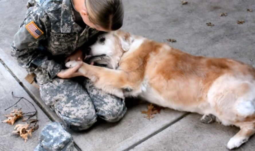 When She Sees Her Best Friend Return From The Army, The Old Dog Starts To Cry