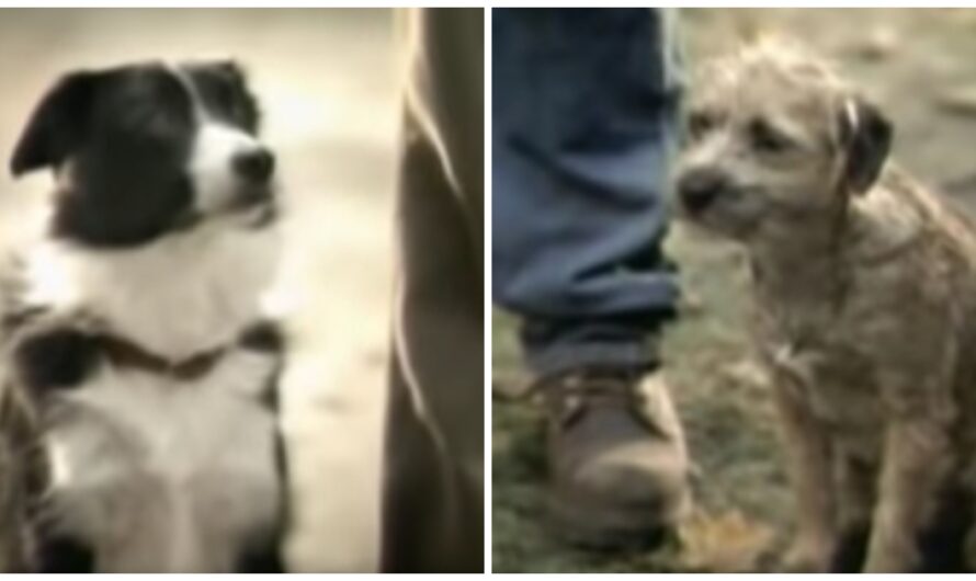 Budweiser Scores Touchdown With Classic Dog Commercial