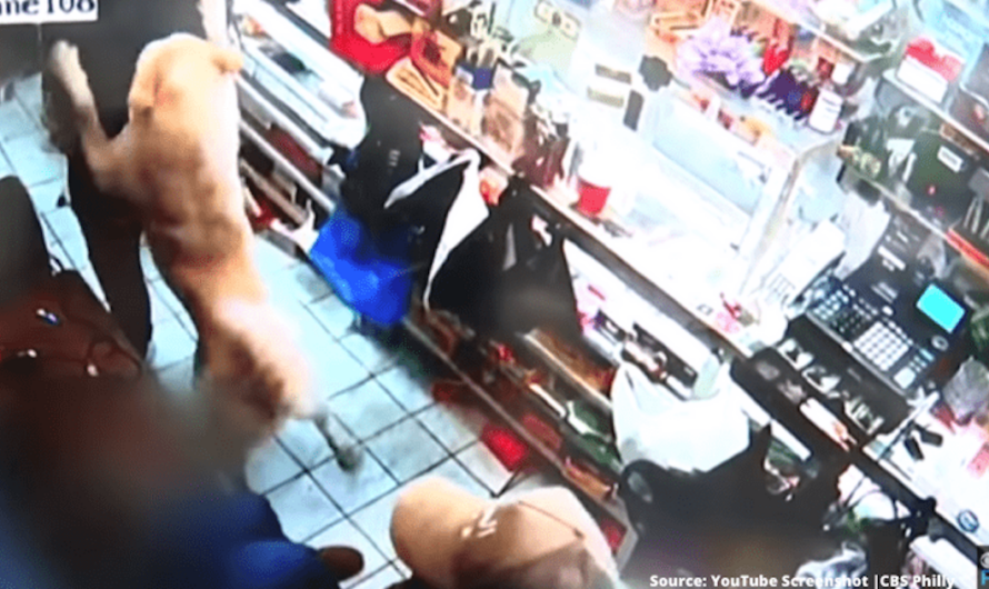 Dog Hailed As Hero For Saving Shop Owner & Clerk’s Life During Gun Battle With 2 Robbers