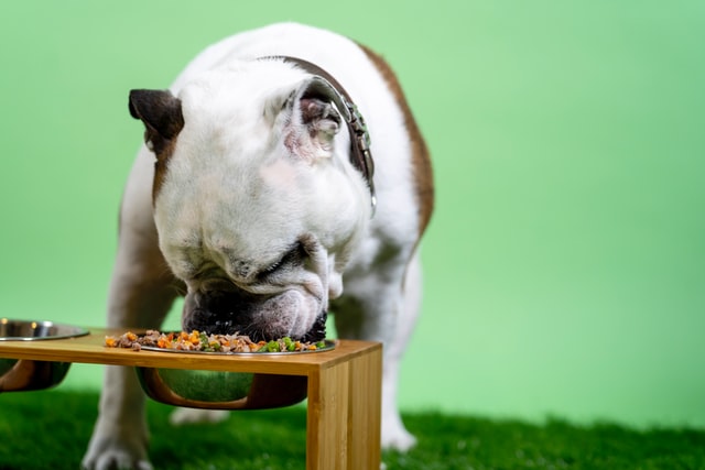 bully eating from food bowl