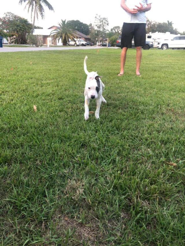 bunny paralyzed pup walking