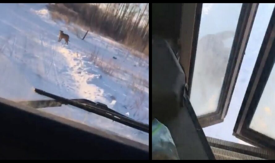 Bus Driver Makes An Unscheduled Stop Every Day On Her Bus Route