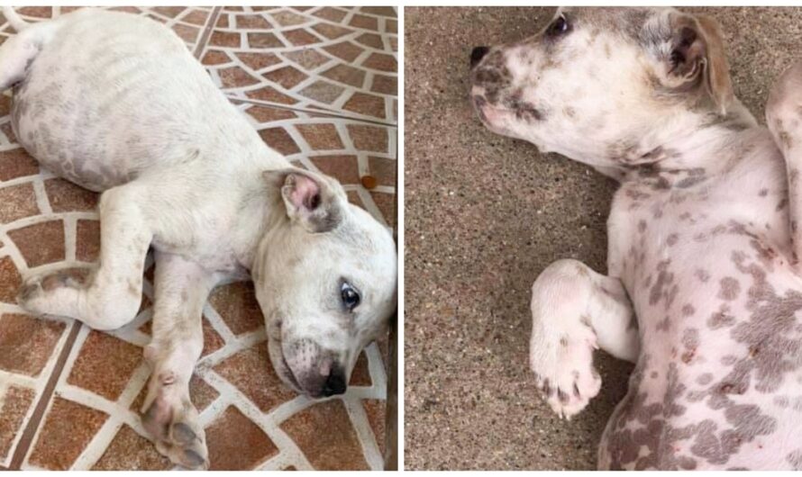 Stray Pup In Dire Situation Screams For Help & Says Paw Prayers She Is Heard