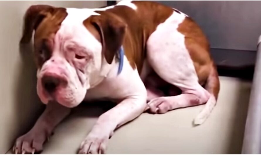 Terrified Pit Bull Wouldn’t Leave Shelter Corner Until She Heard A Voice & Inched Forward