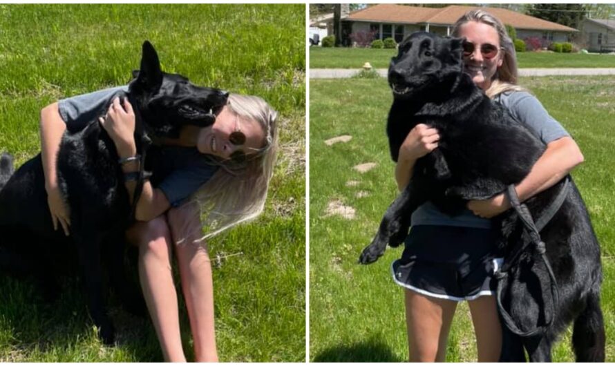 Woman Reunites With Missing Dog After Lady Drove Off With Her 900 Miles Away