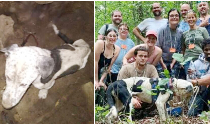 People Exploring Cave Find Lost Dog 30-Feet Down At Bottom Of Cave