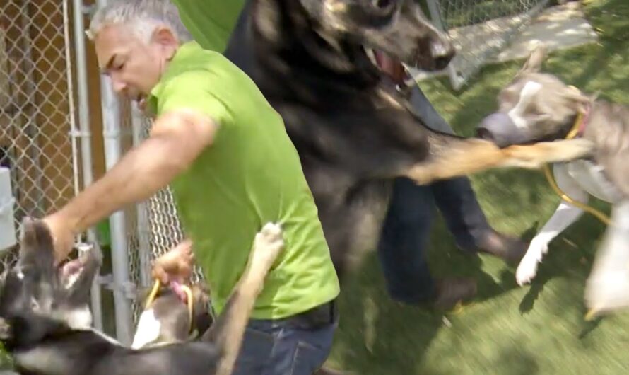 Cesar Millan Breaks Up A Dangerous Pit bull and German Shepherd Dog Fight