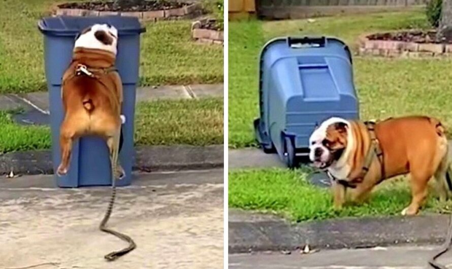 Bulldog Is Obsessed With Running Up And Knocking Over Every Trashcan He Sees