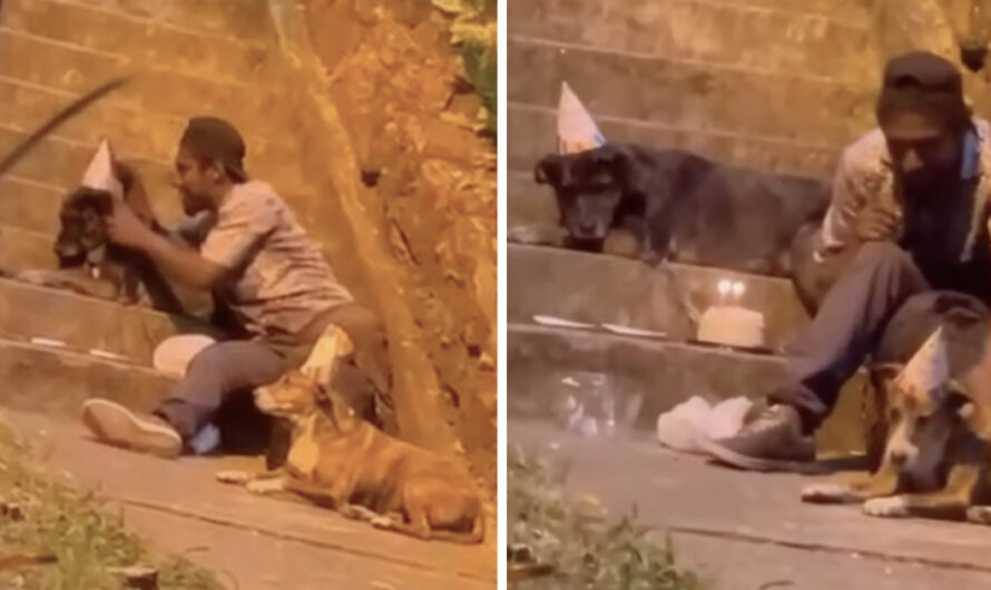 Homeless man seen throwing sweet birthday party for his beloved dog