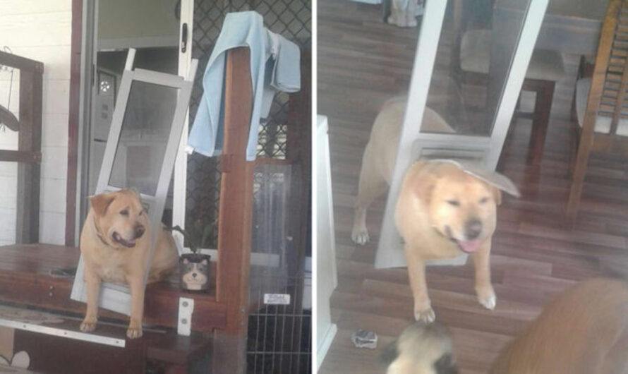 Chonky Dog Realizes It’s Time To Go On A Diet When He Breaks The Doggy Door