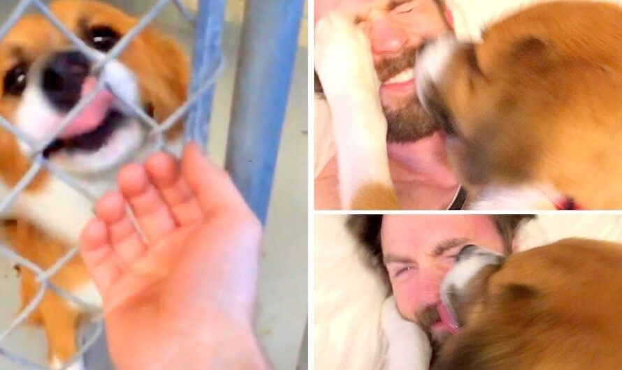 An Ode To Chris Evans’ Cutest Moments With His Rescue Dog, Dodger