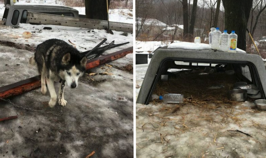 After 15 Years On A Chain In The Worst Conditions, Husky Finally Learns How To Be A Real Dog