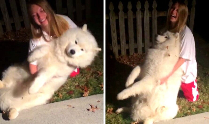 Large Dog Pranks His Owner By Becoming A Dead Weight When She Tries To Lift Him