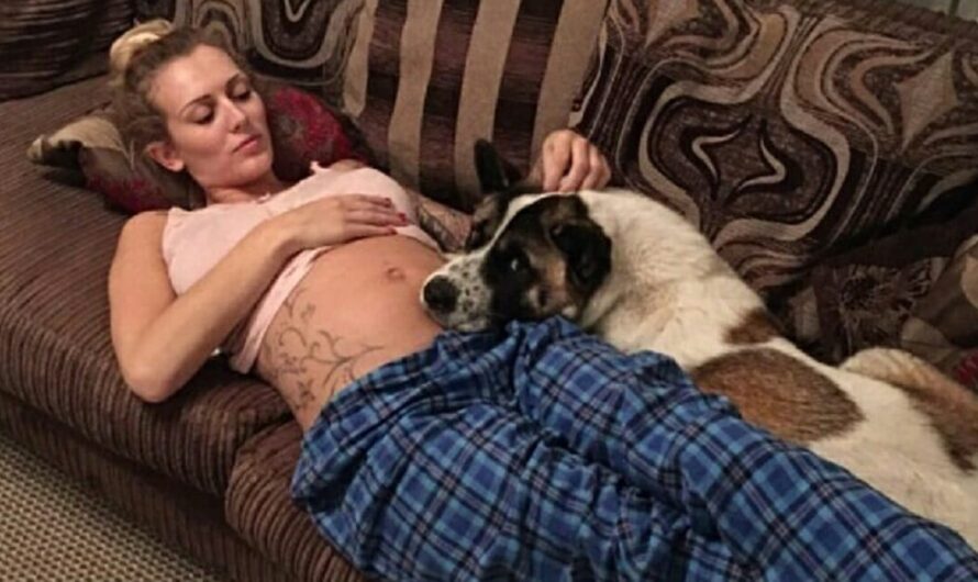 Depressed dog refuses to leave pregnant mom alone – then she realizes she’s trying to save her life