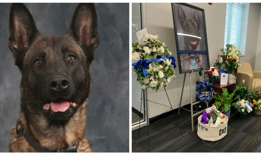 Hero Police Dog Is Killed In The Line Of Duty After Chasing Down Suspect