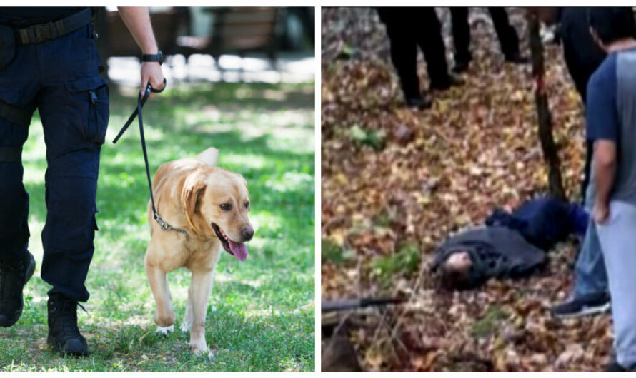 K9 Dog Leads Police To Find Missing 85-Year-Old Woman