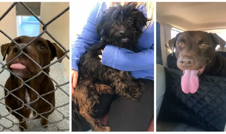 Woman visits shelter to save dog from being put down — and ends up going home with 2 more