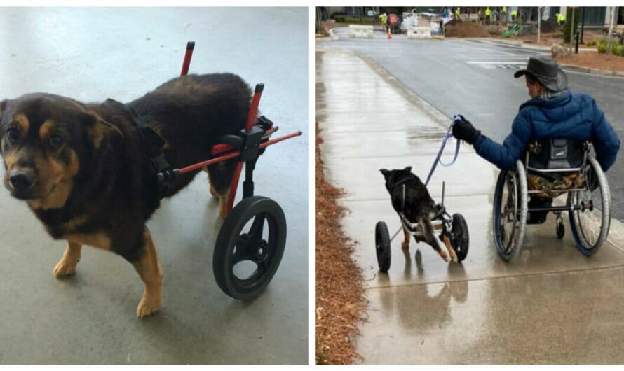 Paralyzed dog returned to shelter four times, finally finds a home with fellow wheelchair user