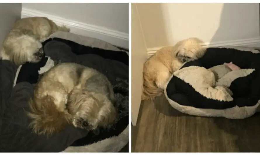 Inseparable dogs always shared a bed—a year after one died, the other still leaves his spot open