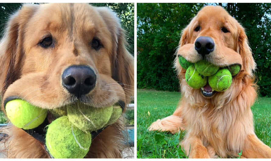 Ball-obsessed golden retriever can fit a record six tennis balls in his mouth