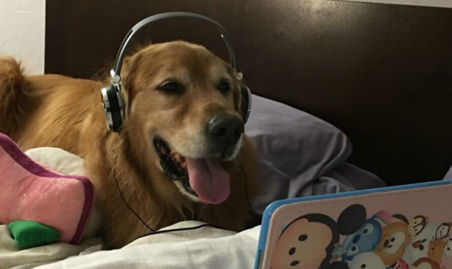 Dog afraid of fireworks chills with headphones and an iPad