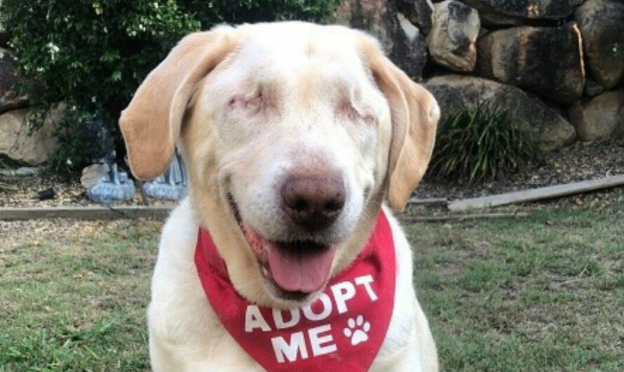 Blind old golden retriever is dumped by her family — now she’s looking for a loving home