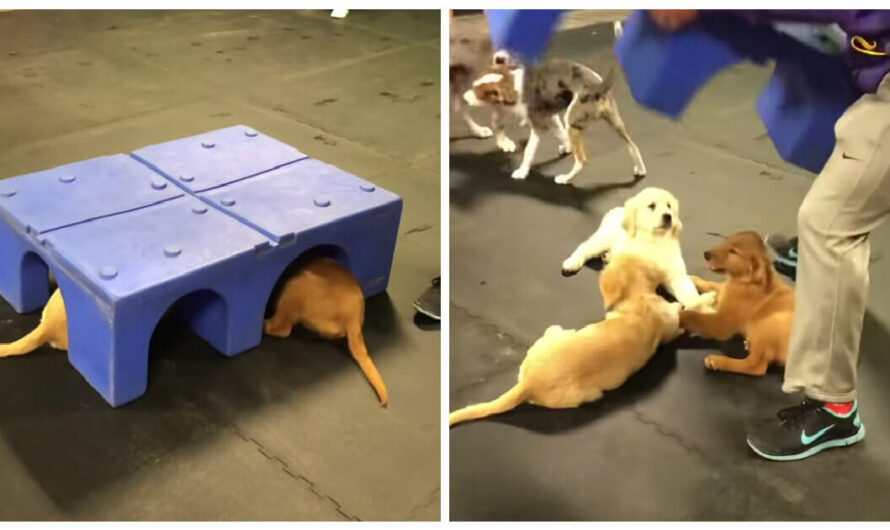 Puppy friends hide together at playtime — and are found secretly holding hands