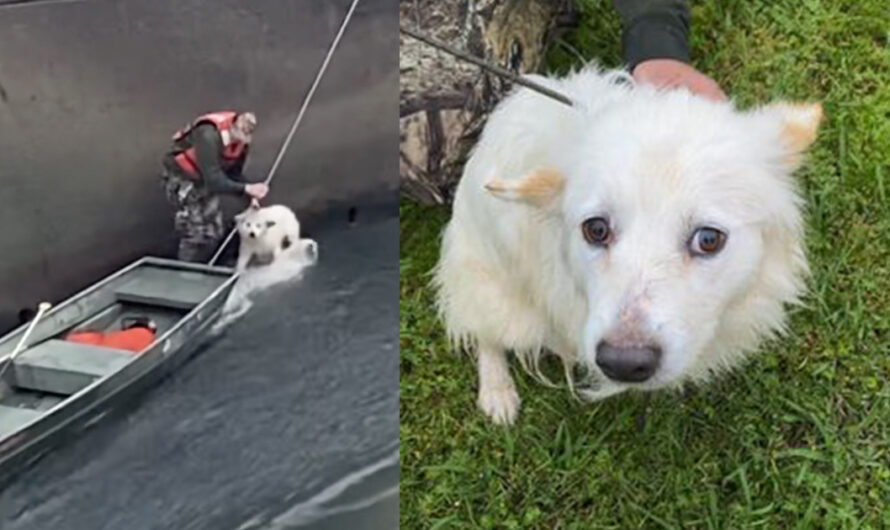 Dog thrown into dam by owners gets rescued by firefighters and finds a new home