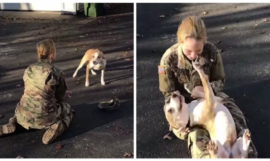 Army recruit crushed that her dog doesn’t recognize her after 8 months apart — until he leaps into her arms