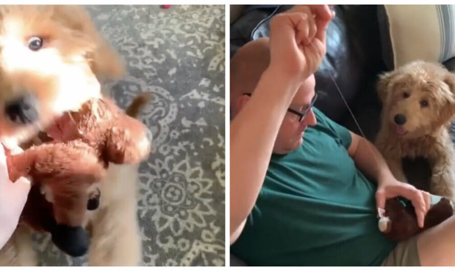 Dog accidentally tears up favorite toy—then nervously watches dad sew it back up