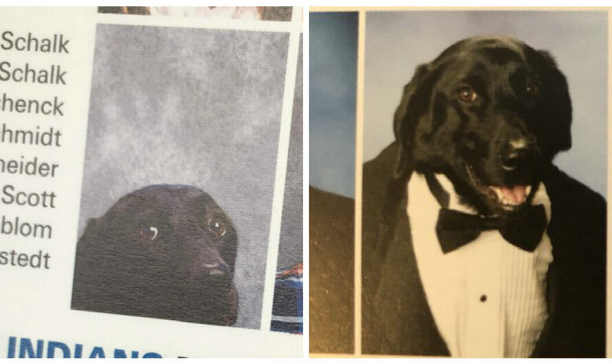 School gives student’s loyal service dog a place in the yearbook