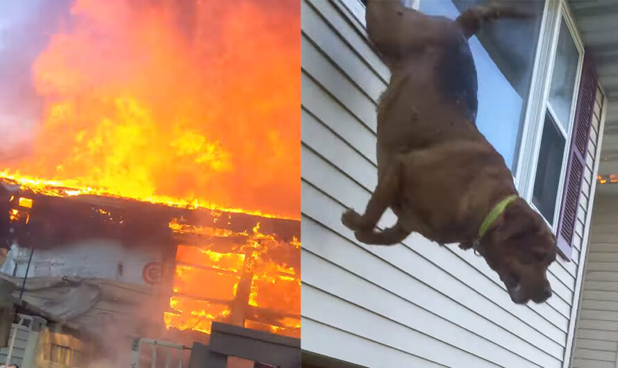 Dog makes daring leap out of window to escape burning home