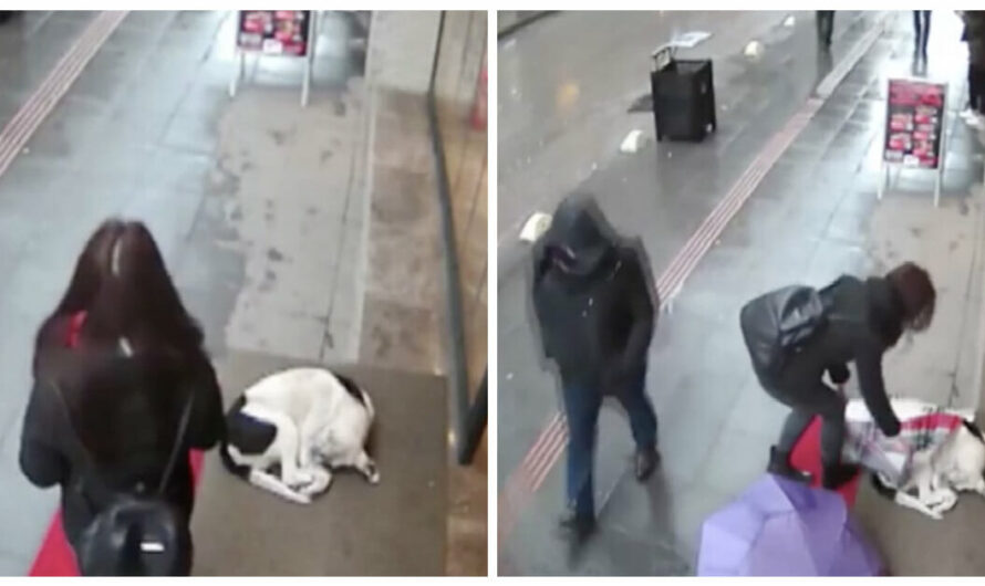 Kind woman spotted giving up her scarf to stray dog on freezing cold day