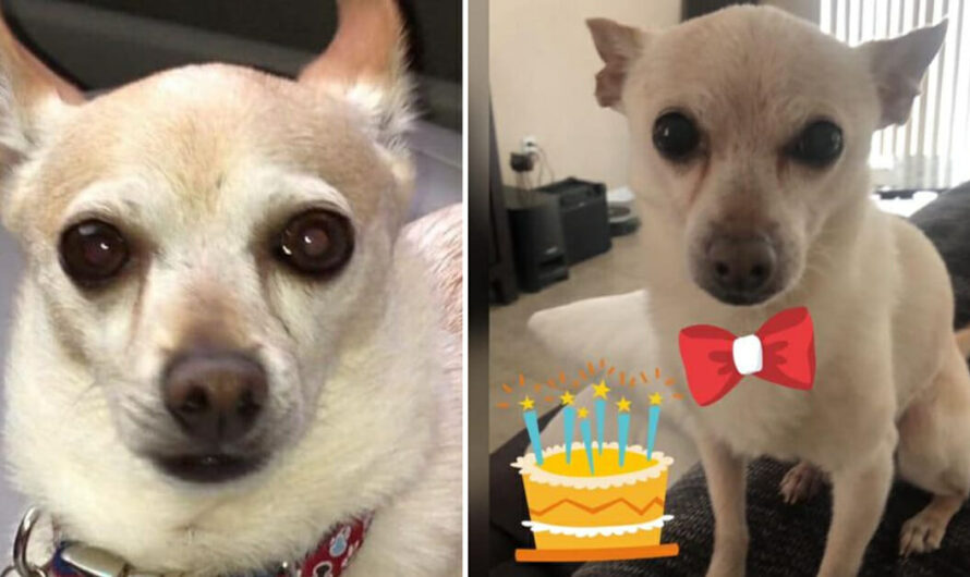 21-year-old Chihuahua TobyKeith reclaims title as world’s oldest living dog