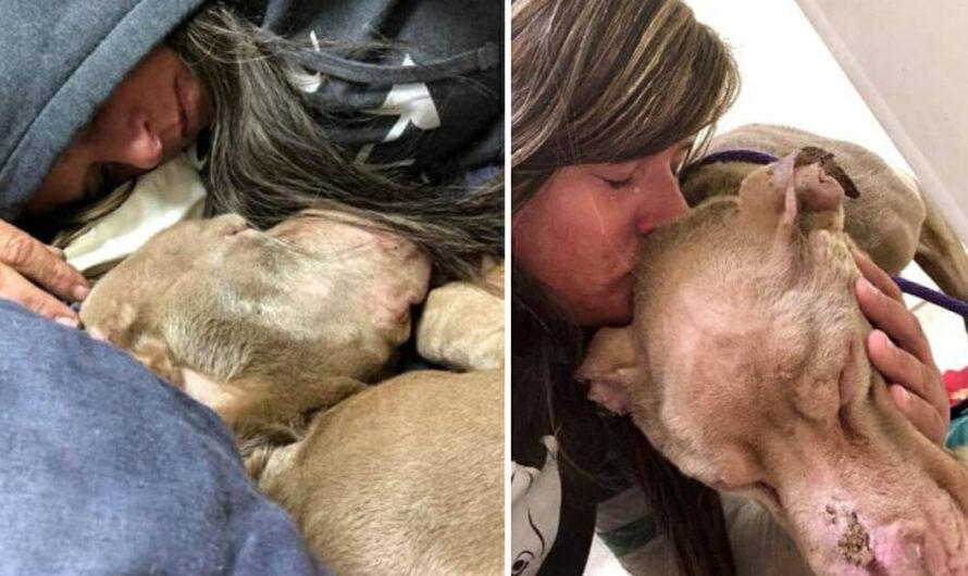 Woman spends the night cuddling with shelter dog so he won’t die alone