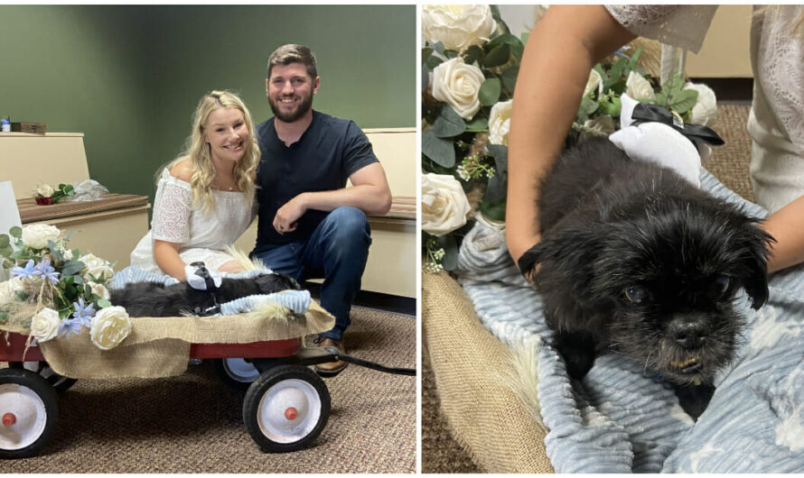 Couple gets married at the vet so elderly dog can be there for their wedding