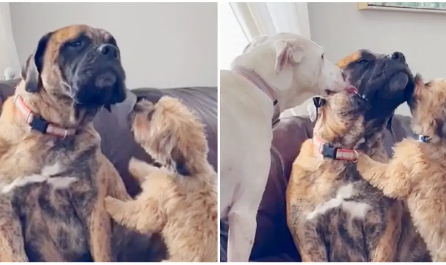 Anxious rescue dog is always comforted by his two best friends