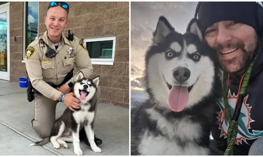 Husky rescued from 113-degree car now living her best life with new family