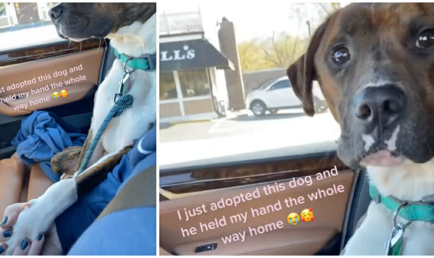 Shelter won’t stop holding new owner’s hand on first ride home: ‘I couldn’t let him go’