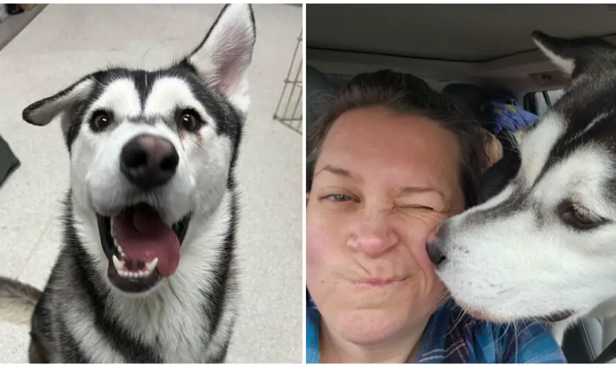 Family drives 2,600 miles to adopt shelter husky with crooked smile