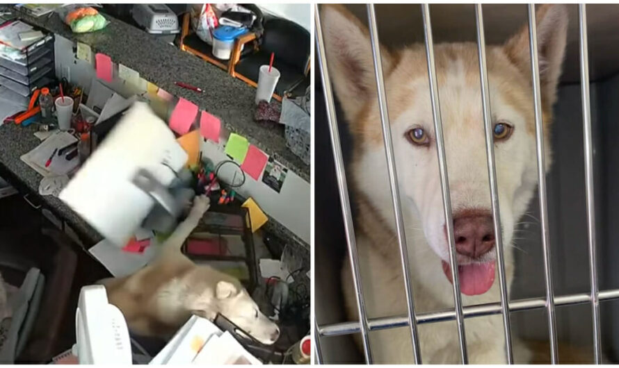 Shelter dog put in ‘jail’ after destroying office, gets bailed out by new forever family