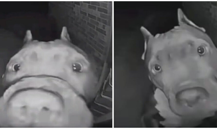 Woman hears doorbell ring at 4 am — sees it’s her neighbor dog paying her a visit