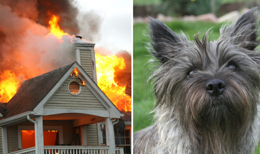 Hero dog saves family by alerting them of house fire in the middle of the night